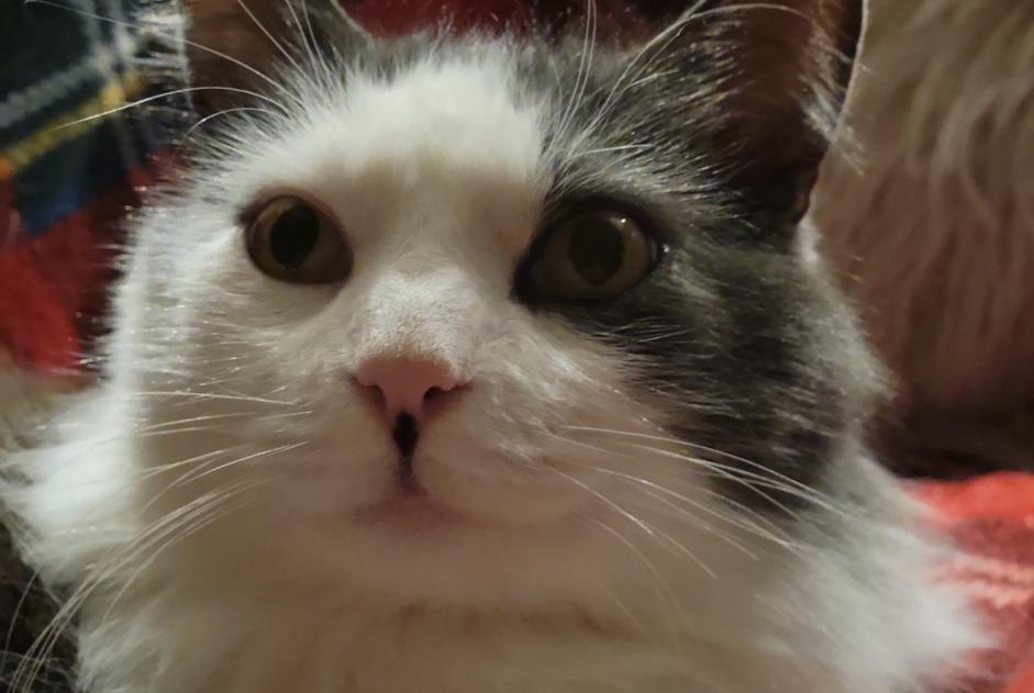 Vermisstmeldung Katze Männliche , 8 jahre Chuyer Frankreich