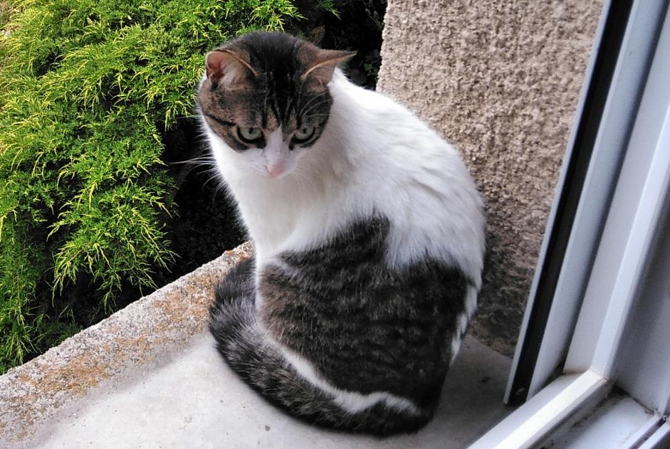 Disappearance alert Cat Female , 1 years Sainte-Radegonde France