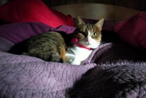 Disappearance alert Cat Female , 5 years Saint-Alban France