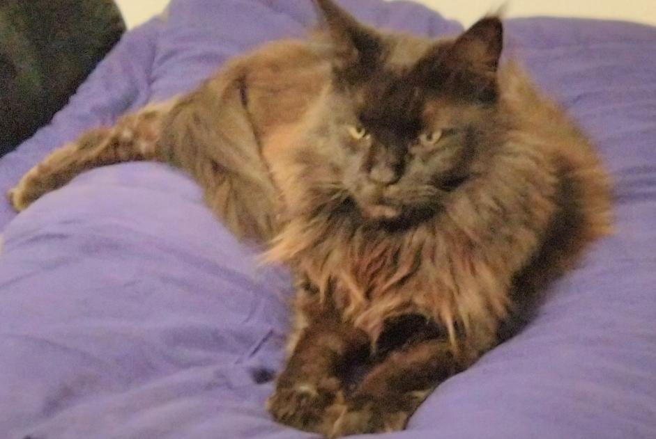 Disappearance alert Cat  Female , 10 years Le Beausset France