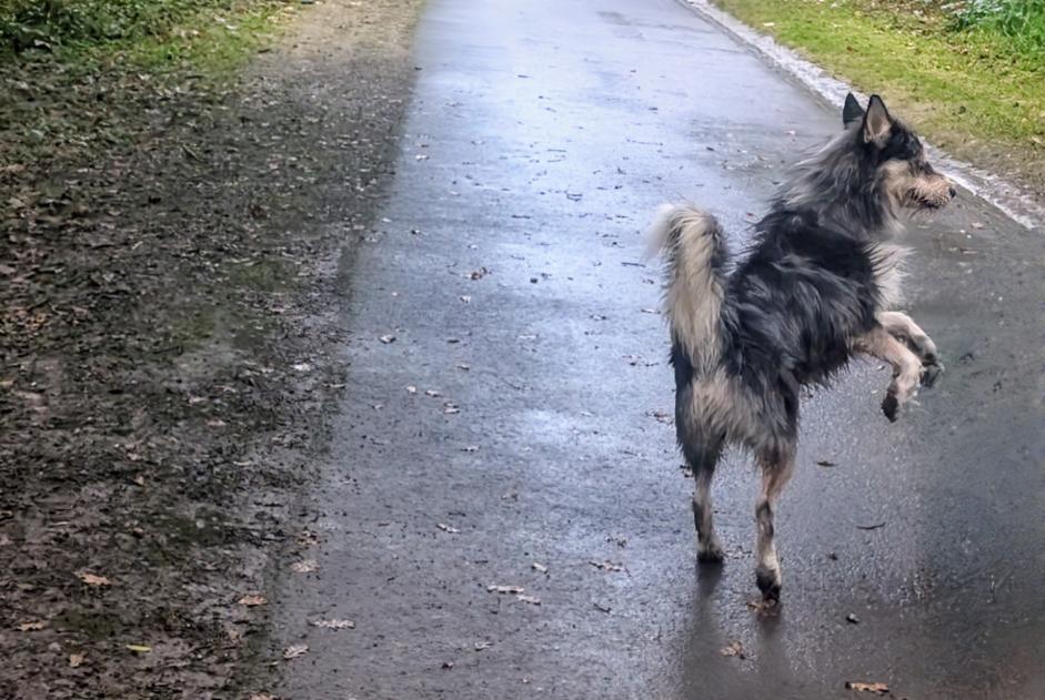 Discovery alert Dog miscegenation Male Billère France