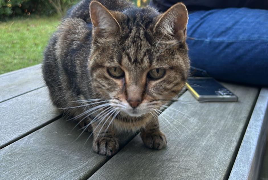 Alerta de Hallazgo Gato Desconocido Biarritz Francia