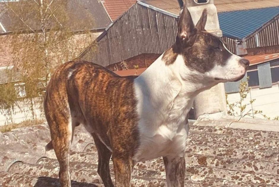 Alerta de Desaparición Perro  Macho , 4 años Louvroil Francia