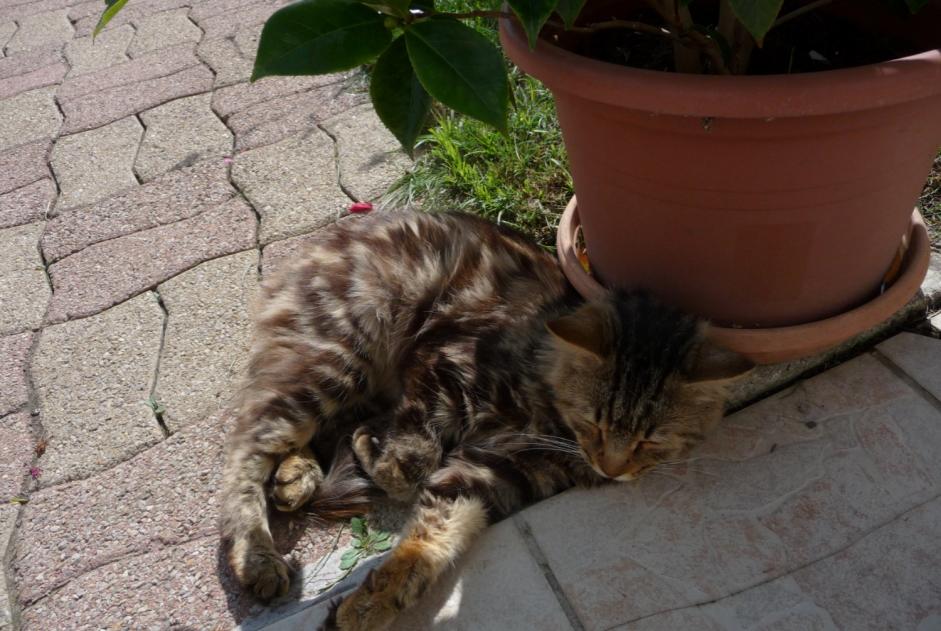 Alerte Découverte Chat Inconnu Eppes France