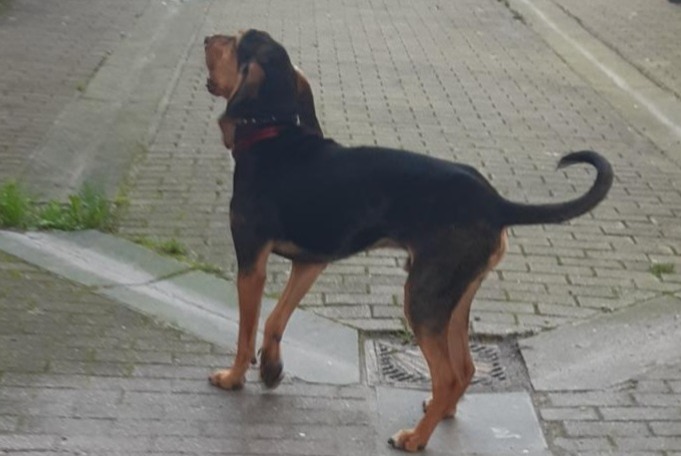 Alerte Découverte Chien Inconnu Lille France