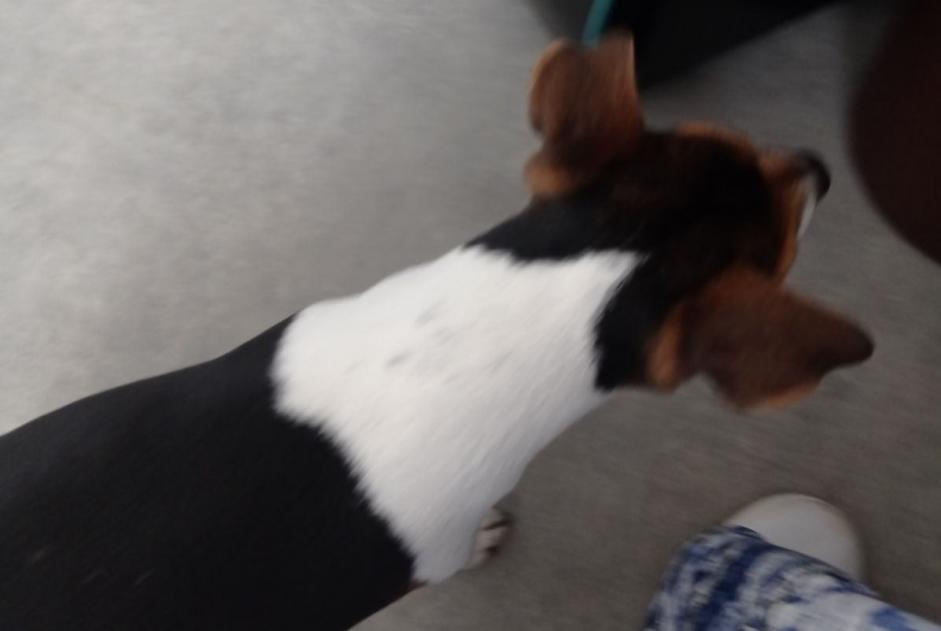 Ontdekkingsalarm Hond  Mannetje Lassy Frankrijk