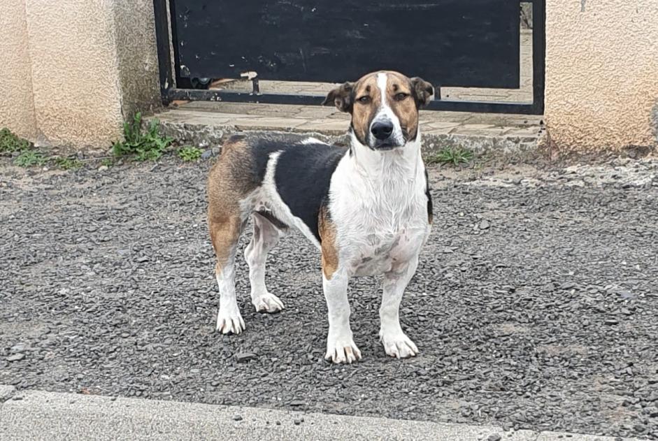 Ontdekkingsalarm Hond Mannetje Charbonnier-les-Mines Frankrijk