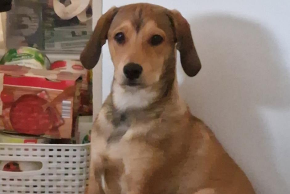 Verdwijningsalarm Hond rassenvermenging Mannetje , 1 jaar Saint-Rambert-d'Albon Frankrijk