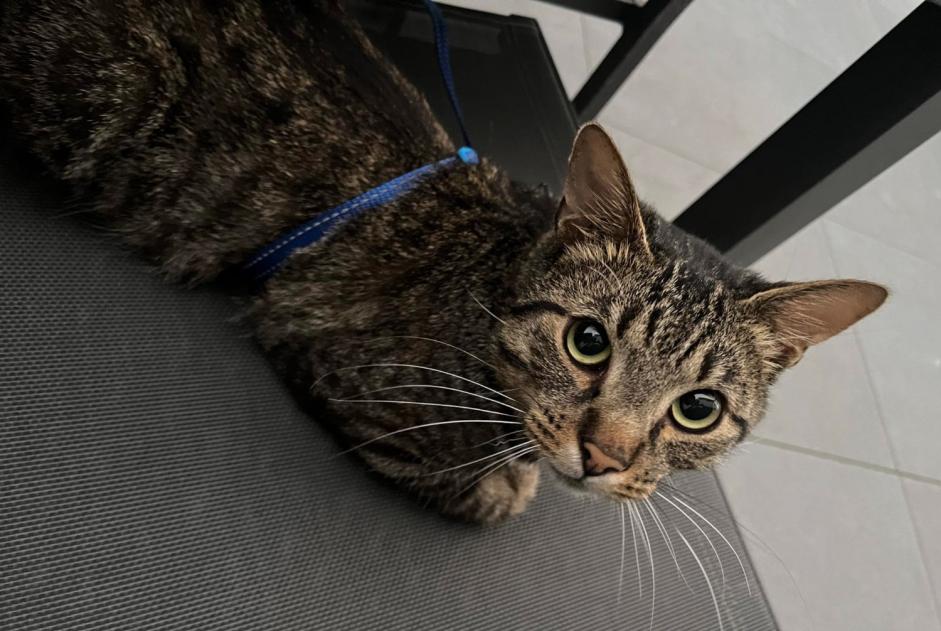 Alerta desaparecimento Gato Macho , 0 anos Issy-les-Moulineaux France