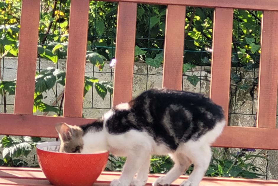 Alerta descoberta Gato cruzamento Desconhecido Wingles France