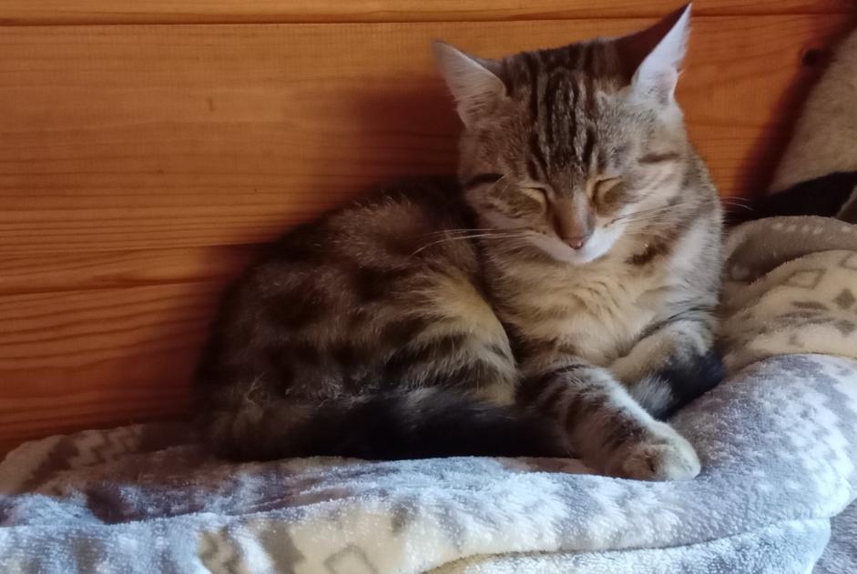 Alerta descoberta Gato Fêmea Ceyssat France